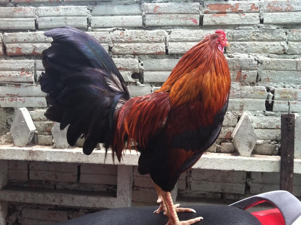 Gà tre vũng liêm - vĩnh long - 1