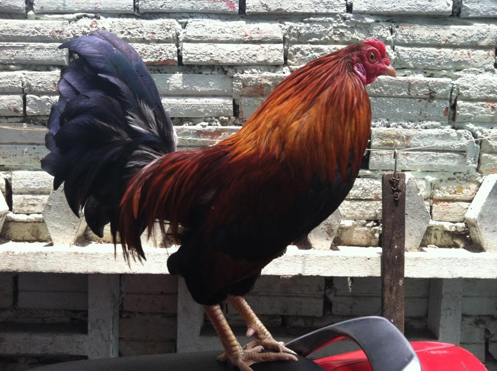 Gà tre vũng liêm - vĩnh long - 2