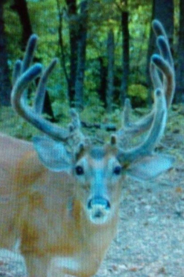 Best day time trail camera pics of big bucks Page 30 Archery Talk Forum