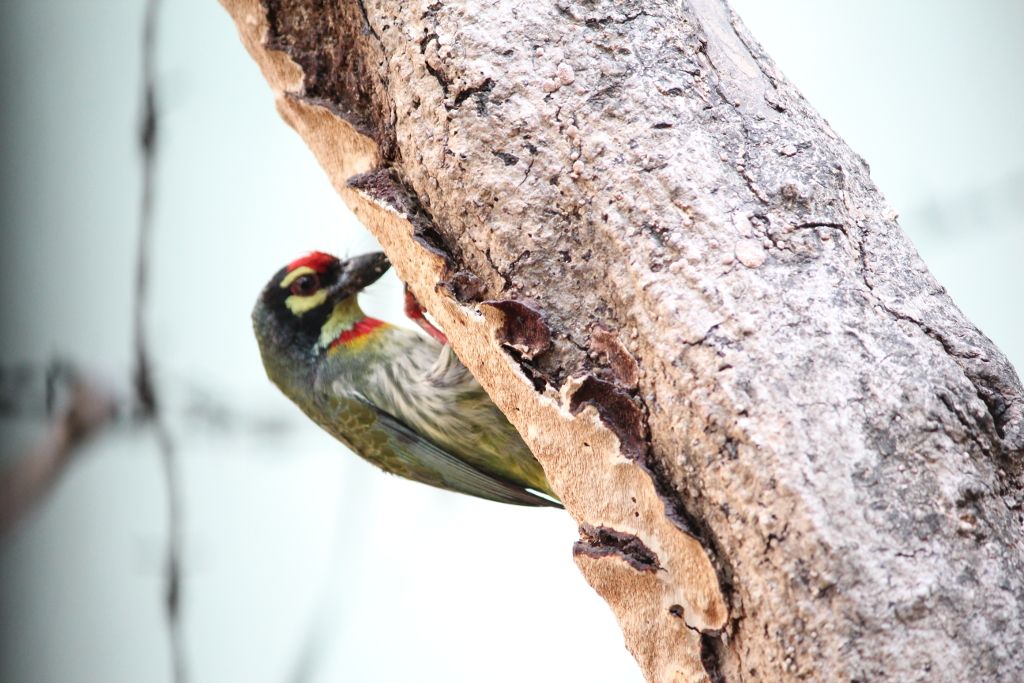 Woodpecker photo IMG_0004_zpsimqkvrc5.jpg