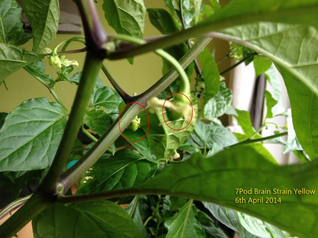 7Pod Brain Strain Yellow 7APR14A photo IMG_4586PS_zpsfd78b7e7.jpg