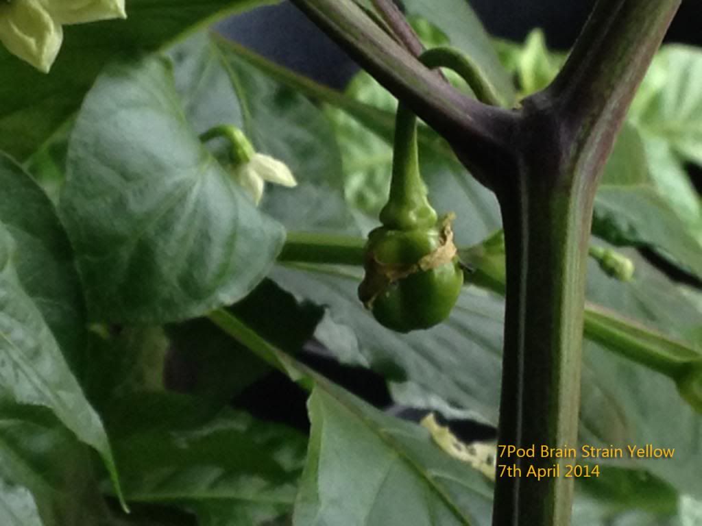7Pod Brain Strain Yellow 7APR14A photo IMG_4599PS_zps716006a2.jpg
