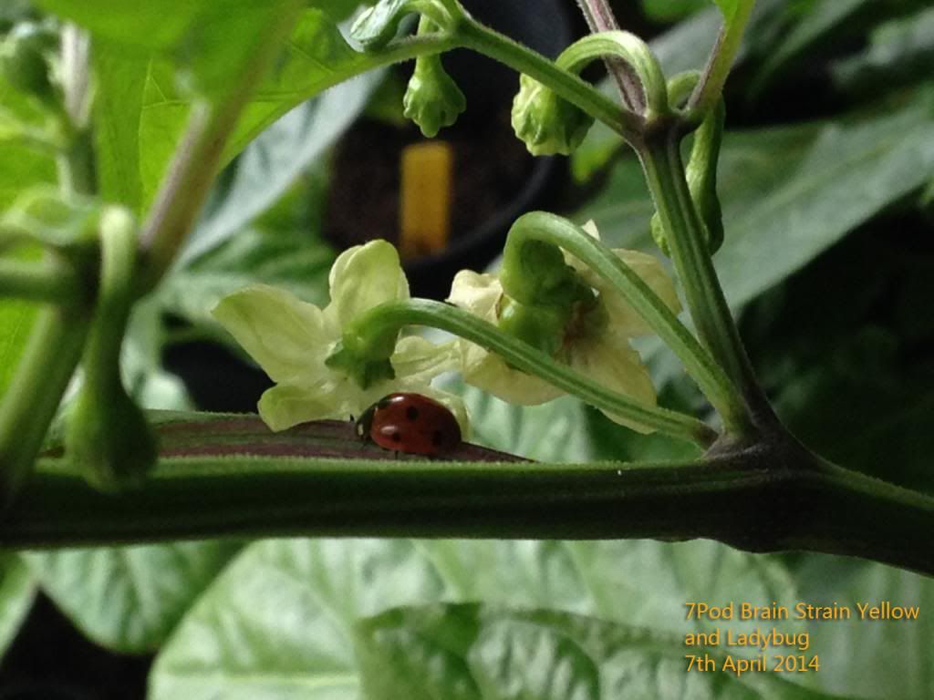 7Pod Brain Strain Yellow 7APR14B photo IMG_4601PS_zpscc554d3a.jpg