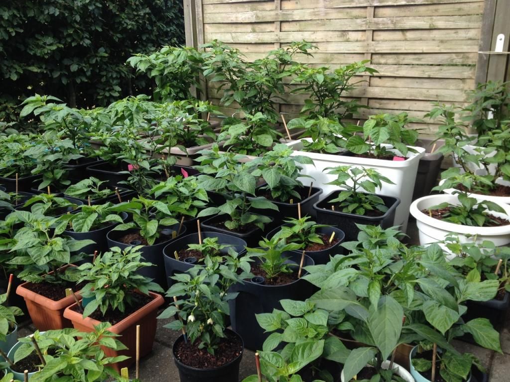 My Garden 26JN14A photo IMG_50901280x960_zps616b3274.jpg