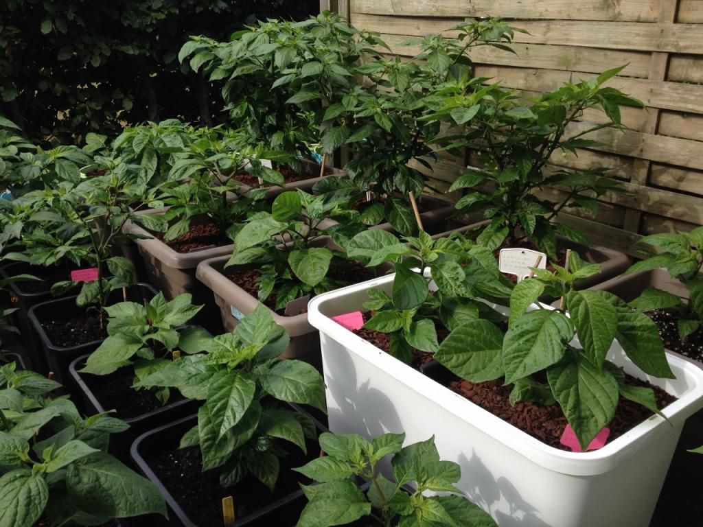 My Garden 26JN14B photo IMG_50941280x960_zps7bc2f630.jpg