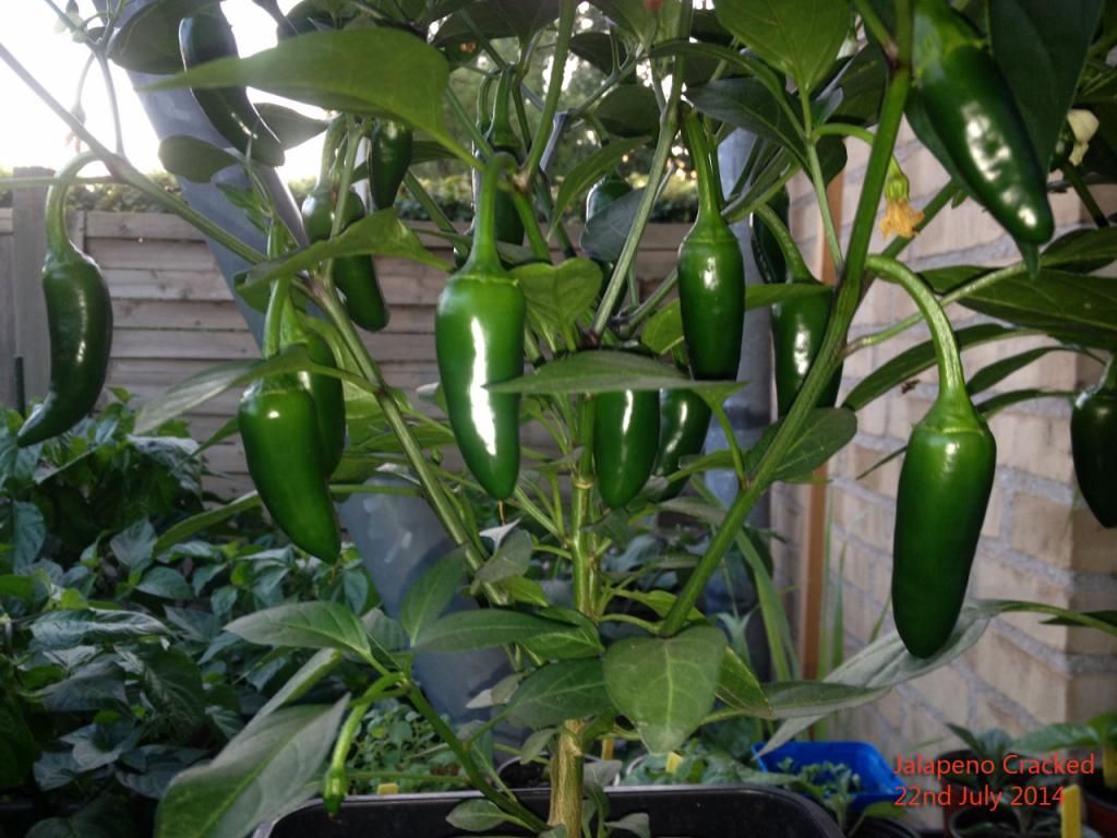 Jalapeno Cracked 22JL14A photo IMG_5453PS_zpsf1892877.jpg