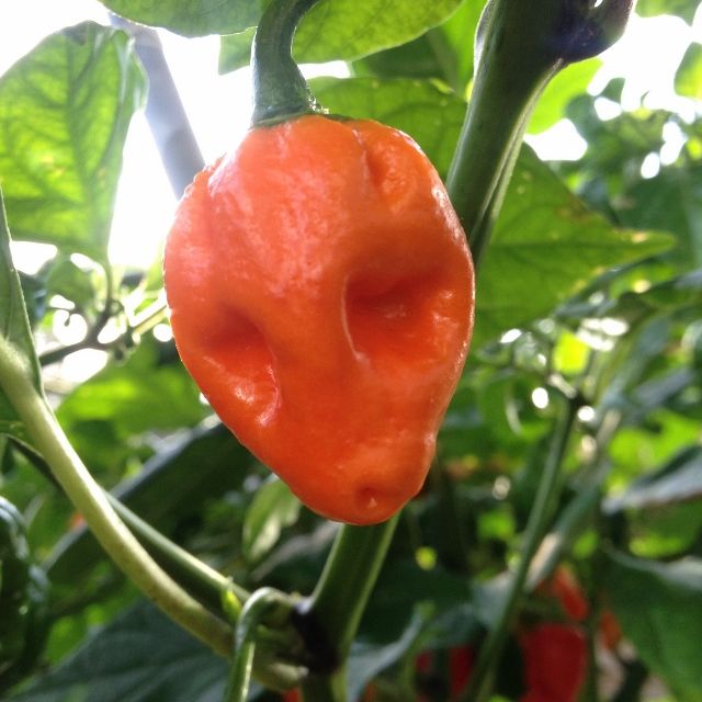 Alien Pod 29SEP14A photo IMG_6471640x640_zps71874828.jpg