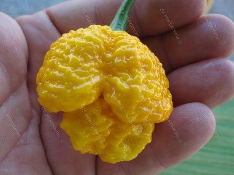 7 Pod Brain Strain Yellow (Net) photo 7PodBrainStrainYellow_zps5a615ea9.jpg