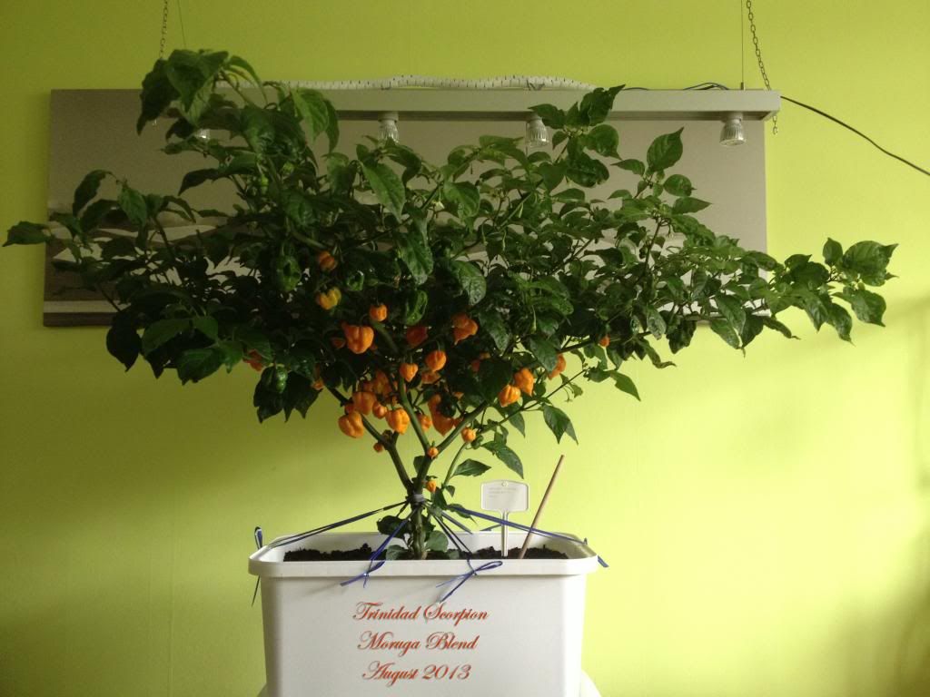 Trinidad Scorpion MB 17AG13A photo IMG_3283PS_zpsb863657a.jpg