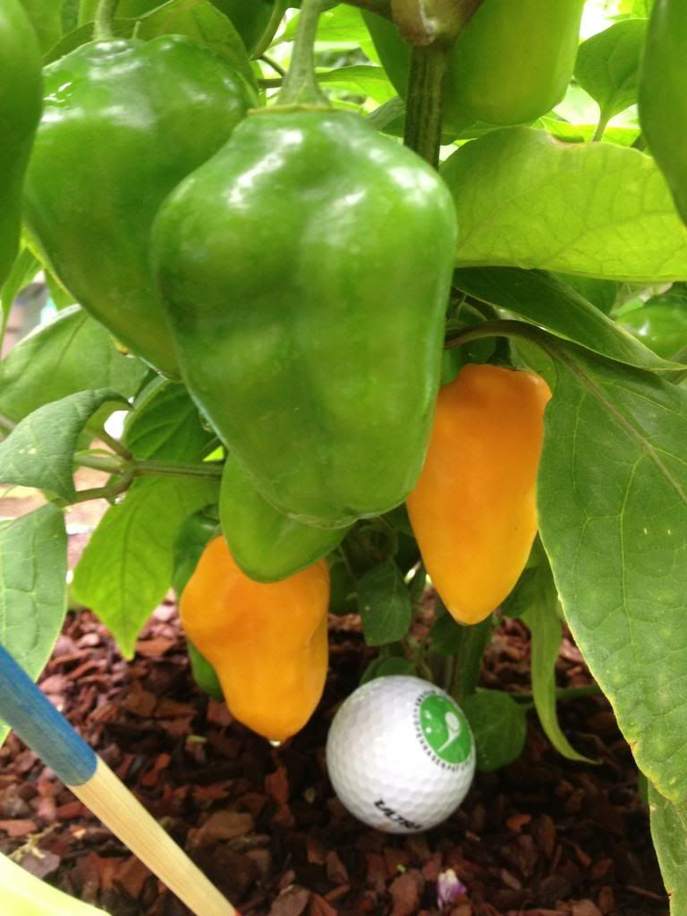 Rocoto De Seda 17AG13B photo IMG_3290_zps5e4a170c.jpg