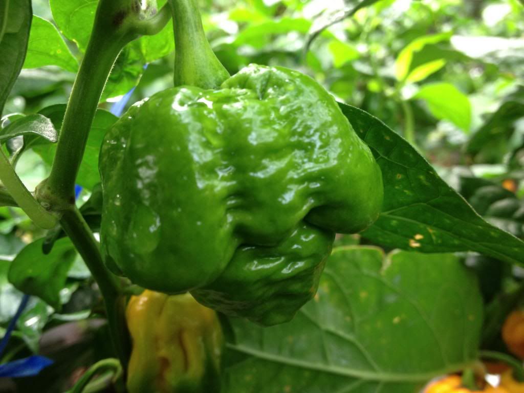 Scorpion Moruga Blend 22AG13C photo IMG_3367_zps877913a6.jpg
