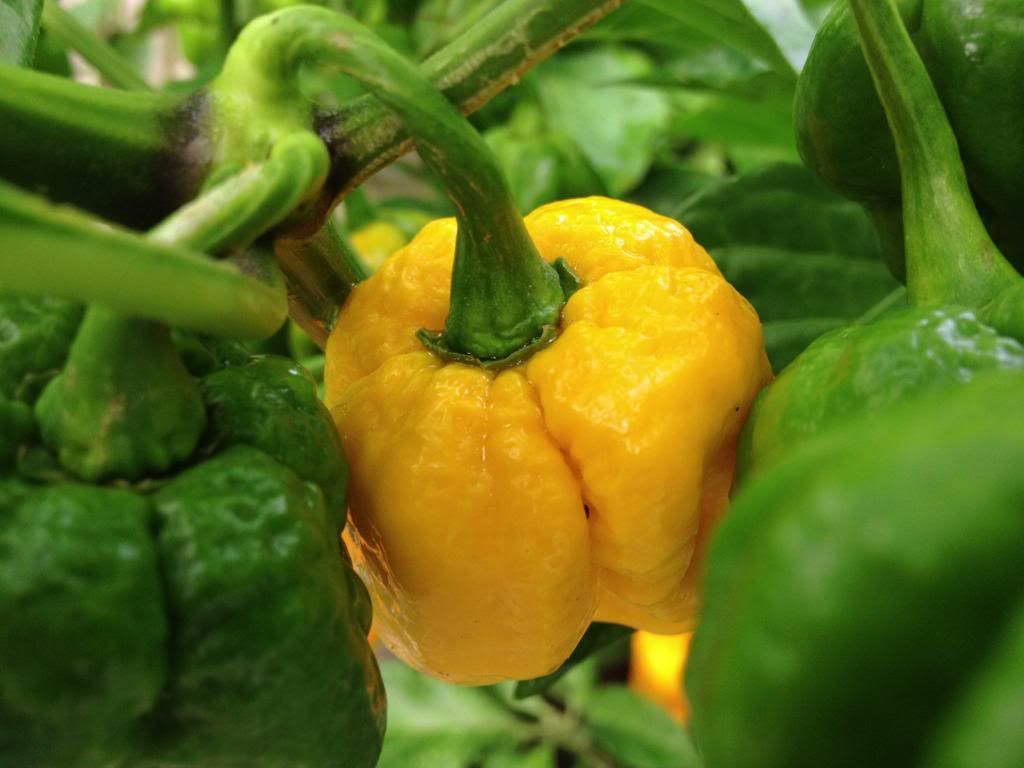 Scorpion Moruga Blend 22AG13D photo IMG_3369_zps78538ee2.jpg