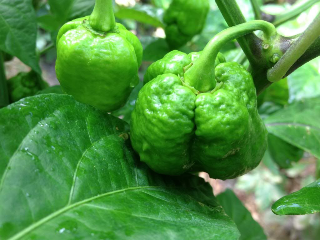 Scorpion Moruga Blend 22AG13E photo IMG_3377_zps214fc35b.jpg