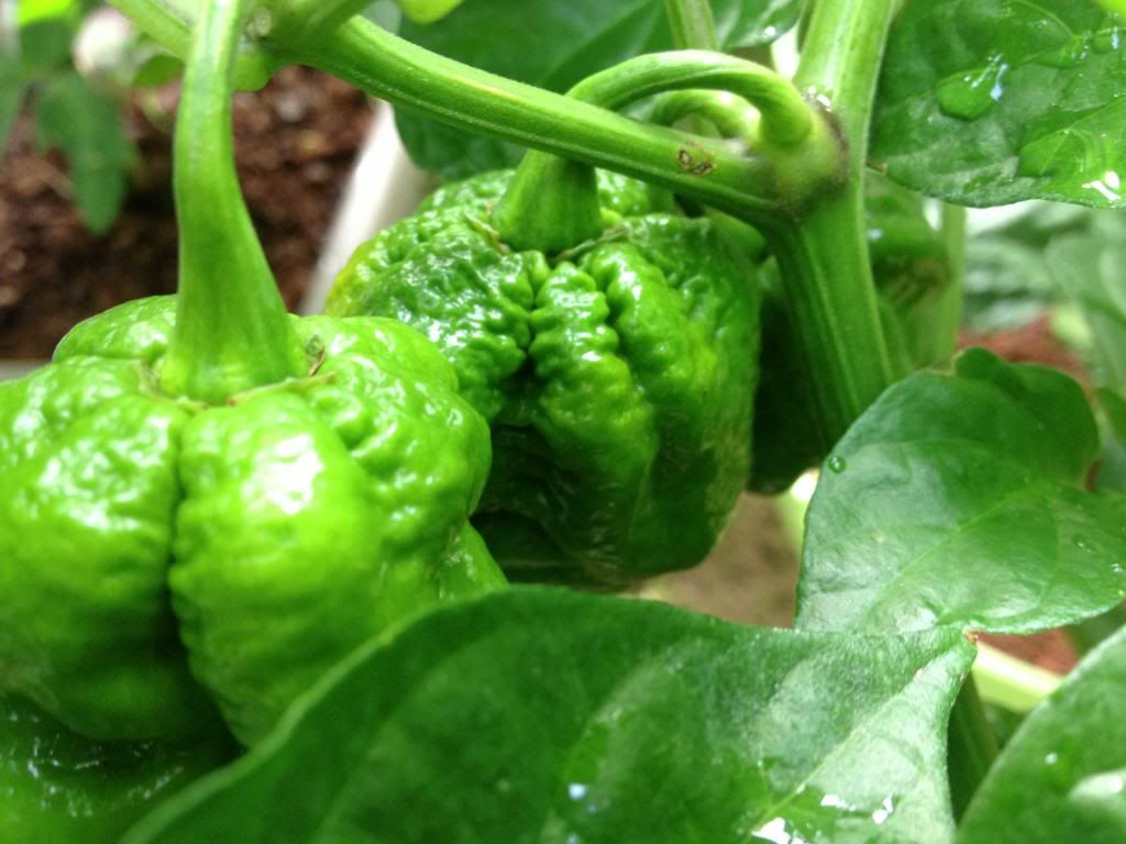 Scorpion Moruga Blend 22AG13F photo IMG_3378_zps5239b32e.jpg