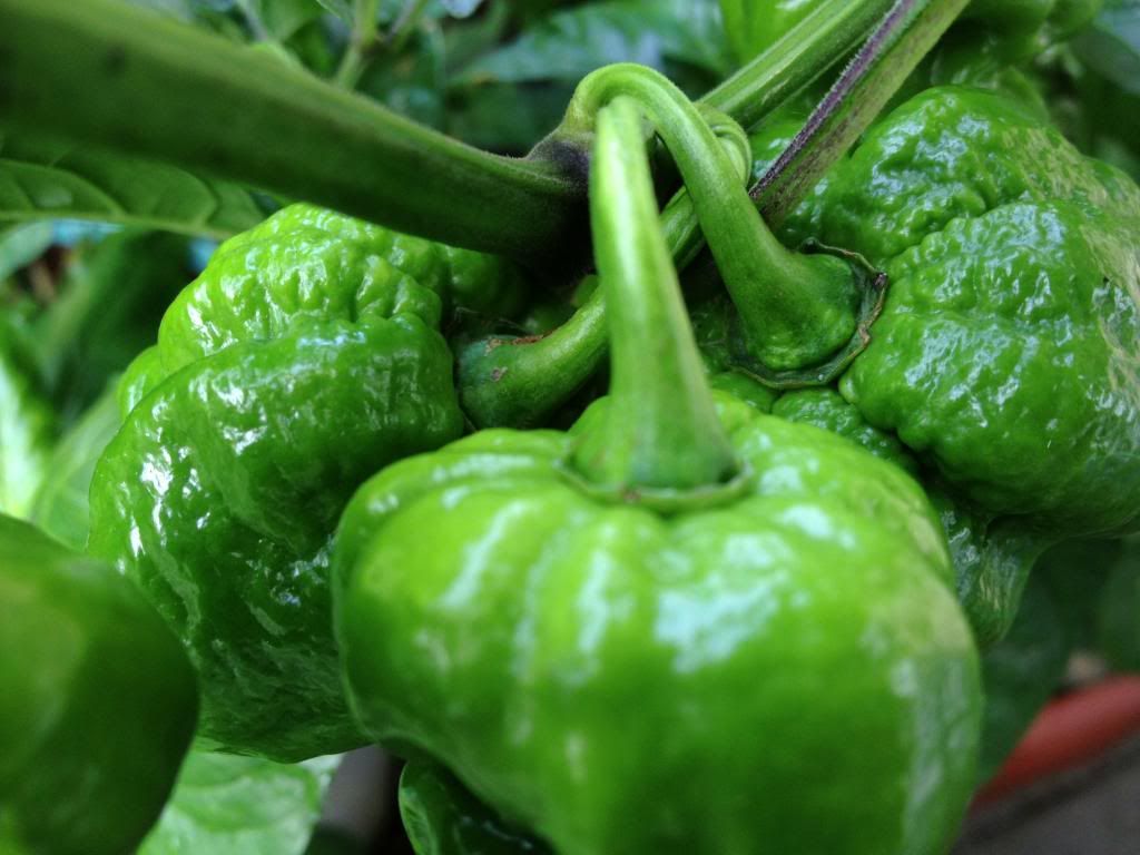 Scorpion Moruga Blend 22AG13H photo IMG_3381_zps0cf60160.jpg