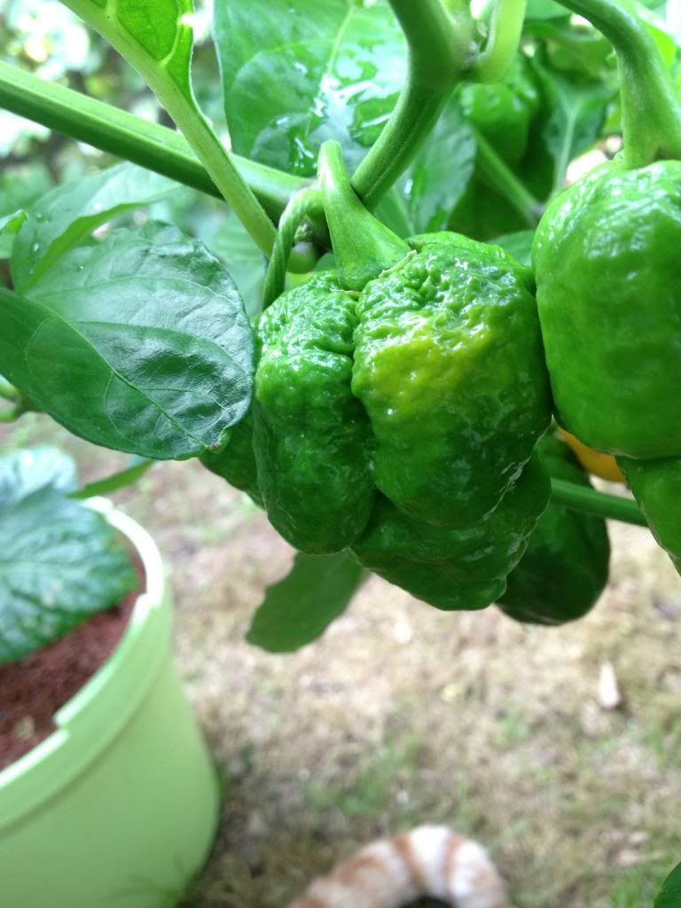 Scorpion Moruga Blend 22AG13I photo IMG_3383_zps9cdb384d.jpg