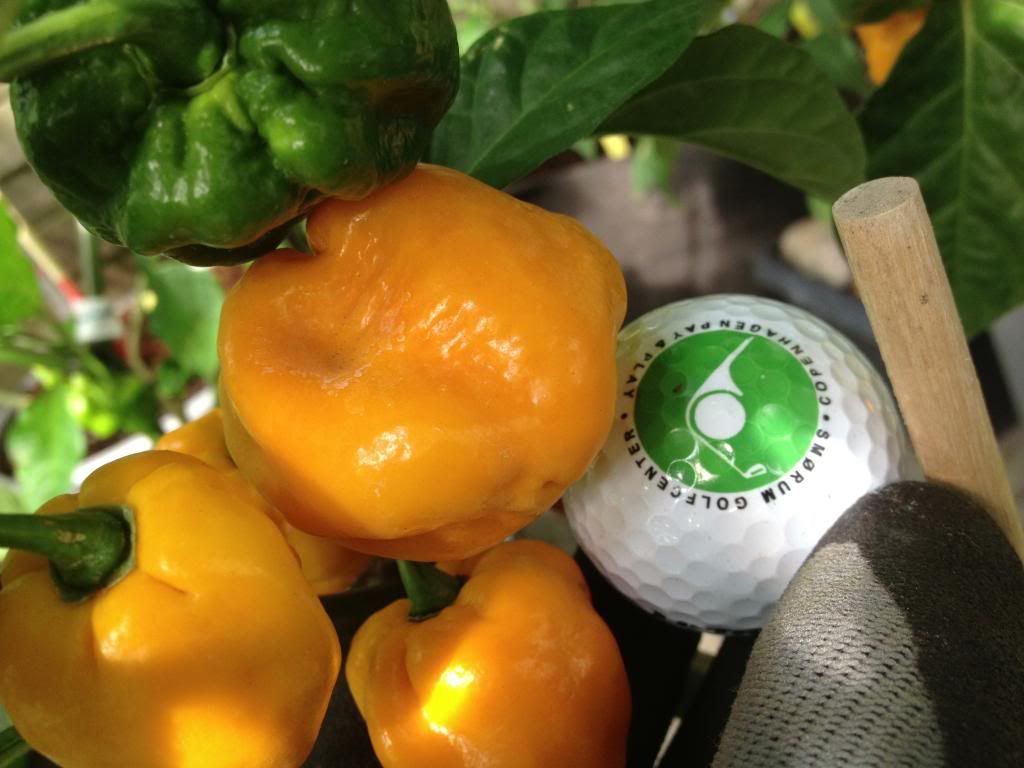 Scorpion Moruga Blend 21AG13GL3 photo IMG_3390_zpsa09073fb.jpg