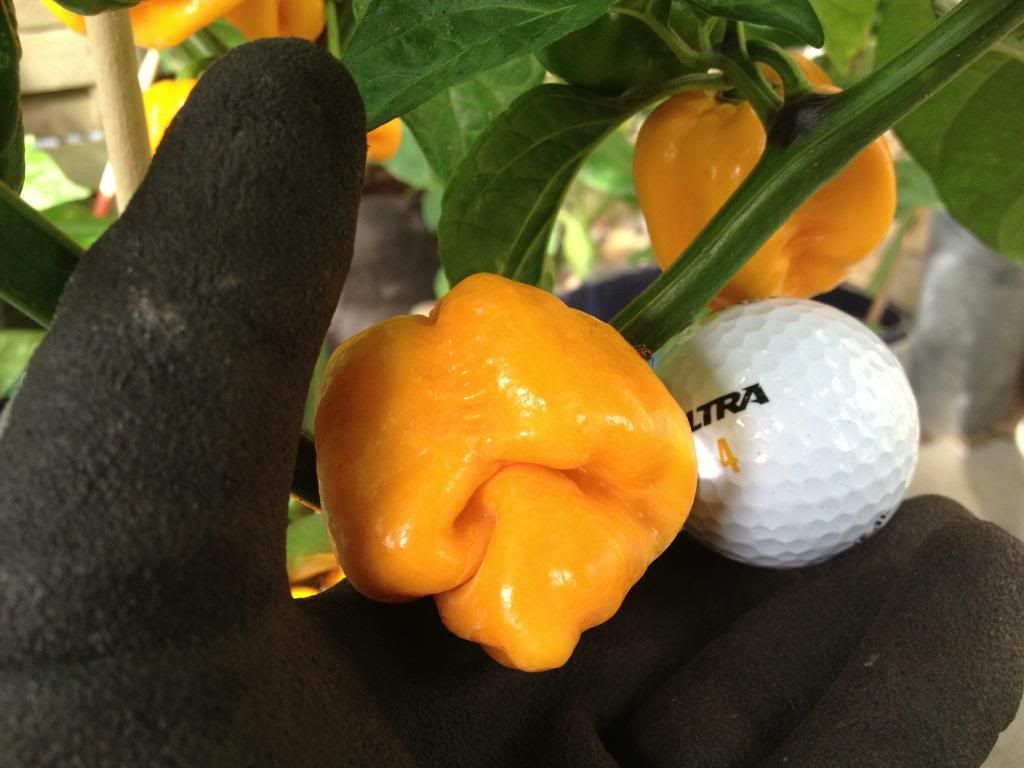 Scorpion Moruga Blend 21AG13GL4 photo IMG_3391_zpse6c2d87e.jpg