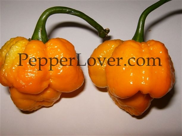 Pepperlover Scorpoion Moruga Blend photo Trinidad_Scorpi_503022b675a77_zpsb3d69470.jpg