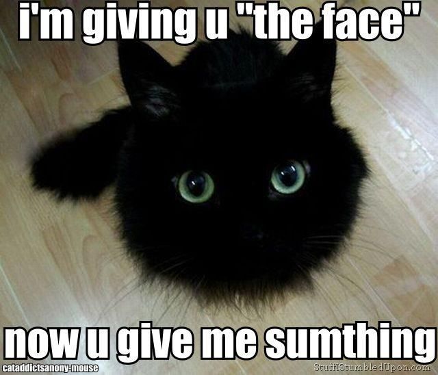 Cat-Face-cute-cat-meme_zpsc306a7ab.jpg