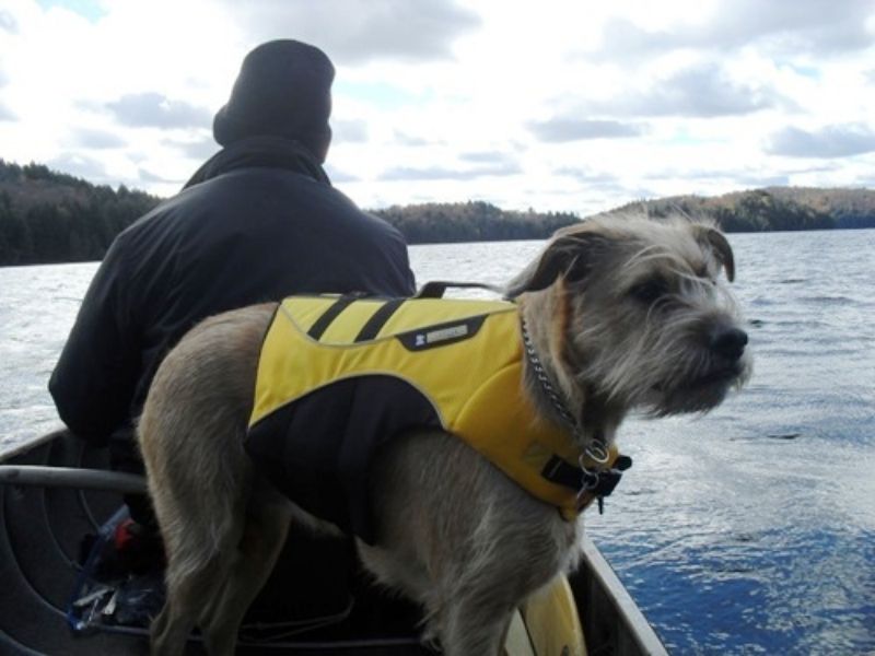 salus skippy dog life jacket