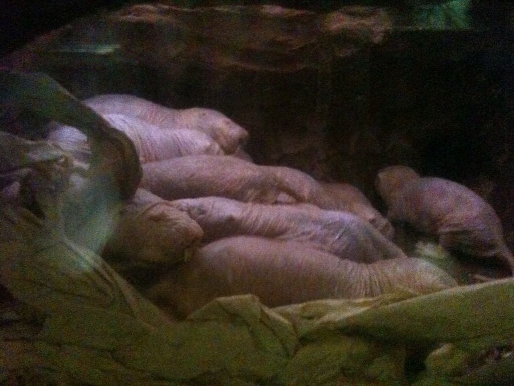 Naked%20mole%20rats_zps5h1tuwtb.jpg