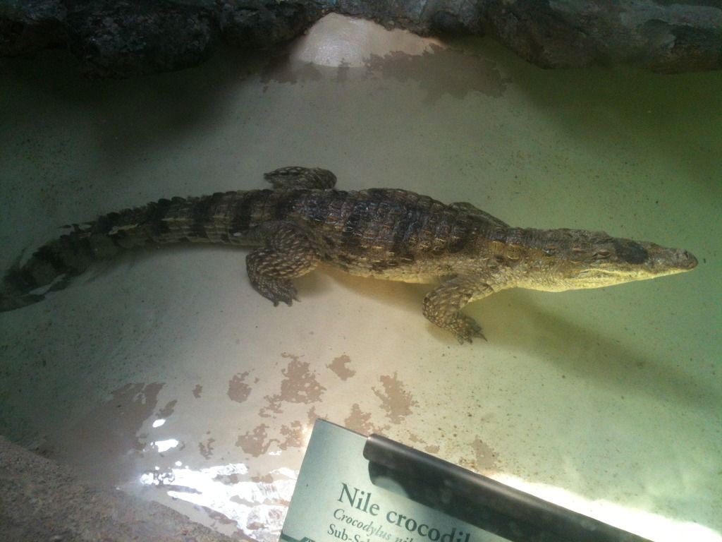 Nile%20Crocodile_zps5j8cknav.jpg