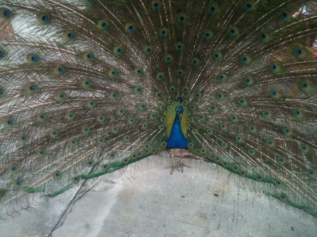 Peacock%202_zpsczqvxmfd.jpg