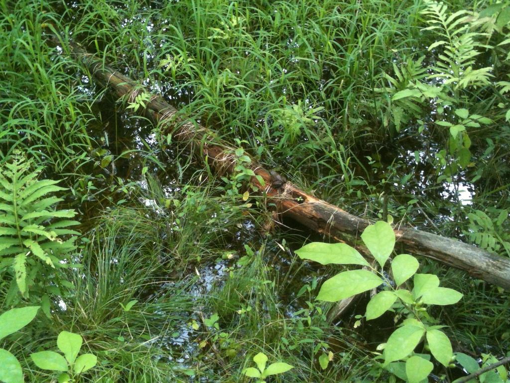 SWAMP_zpswih0u46d.jpg