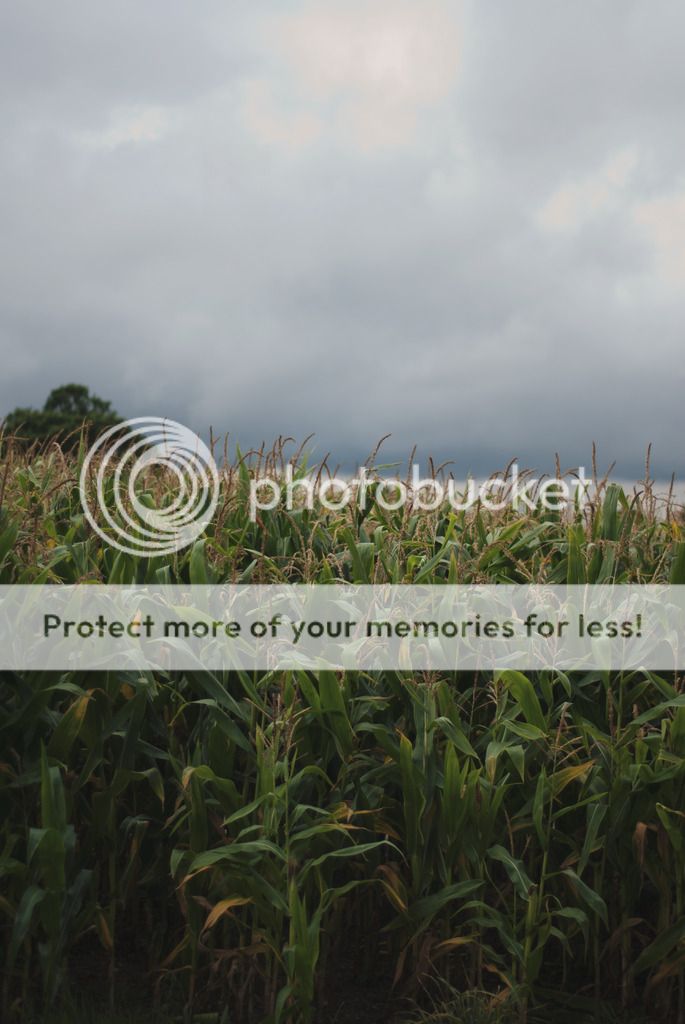 hundred, river, maize, maze, suffolk, days, out, lifestyle, blog, blogger, uk, beccles